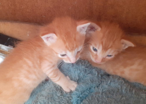 Gatito Naranja Angora Garfiel De 1 Mes Y Medio. Tranquilo Bb