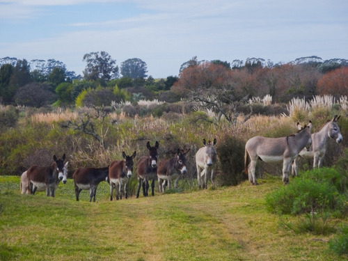 Burros Machos Padrillos Enteros Mascota O Reproduccion