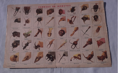Lamina Antigua De Revista * Billiken * Cabezas De Insectos