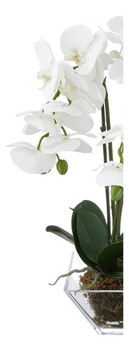 Orquídea Triple Phalaenopsis En Jarrón De Cristal Verde Blan