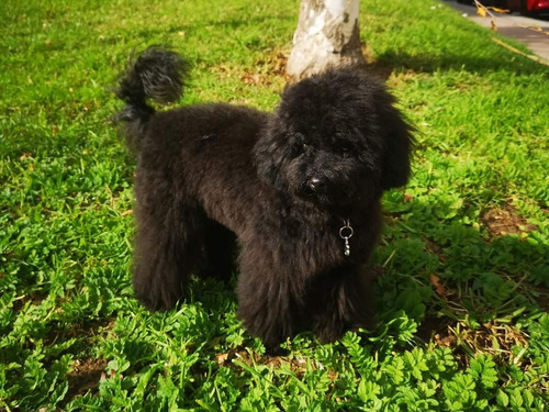 Imagen 2 de 3 de Caniche Mini Toy Hembra