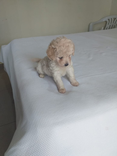 Poodle Micro Toy