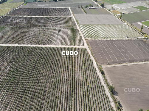 Cubo Vende 12 Hectareas De Viñedo En Rodeo De La Cruz Mendoza Argentina