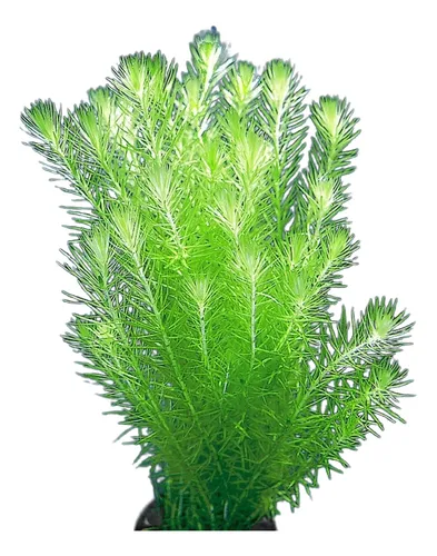 Mayaca Fluviatilis/ Acuarios Plantados/ Acuagarden