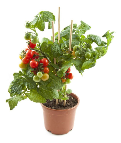 Sobre Para Sembrar 15 Plantas De Tomates Cherry Cereza