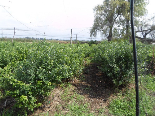 Planta De Arandano Paquete De 2