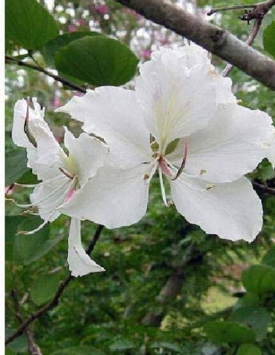 1 Arbolito De Orquidea De Arbol Blanca - Bahuinia Alba Rara