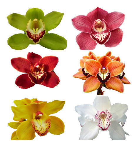 Kit Com 10 Mudas Orquídeas Cymbidium Promocao Frete Gratis