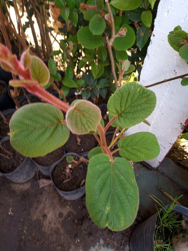 Imagen 6 de 10 de Arbol De Kiwi Macho O Hembra - Viv.hab.senasa - Ent.gratis