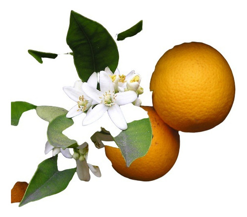 Cítricos Para Cultivo En Maceta: Limonero, Naranjo, Pomelo