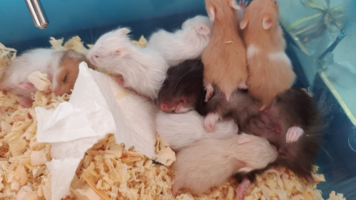 Hámster Sirio - Mascota Ideal Para Compañía, Dócil