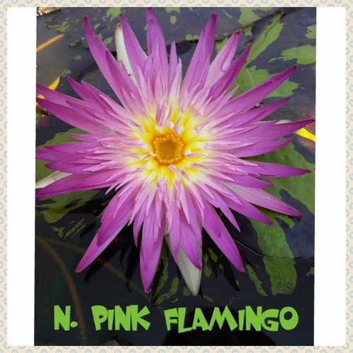 Nenufar Pink Flamingo