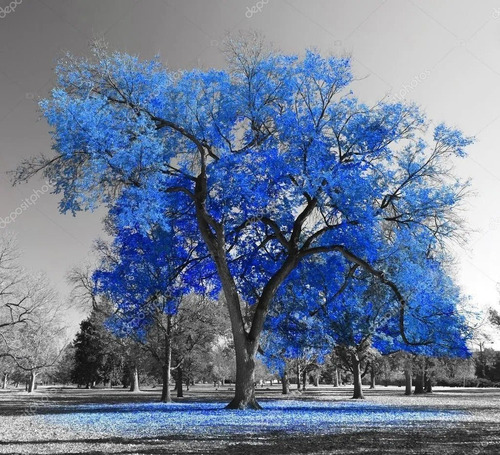 Semillas De Physamia Azul Árbol Exótico Envío A Todo Chile