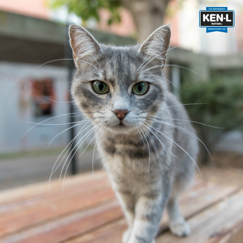 Imagen 6 de 10 de Ken-l Ration Gatos Adultos X 7,5kg.