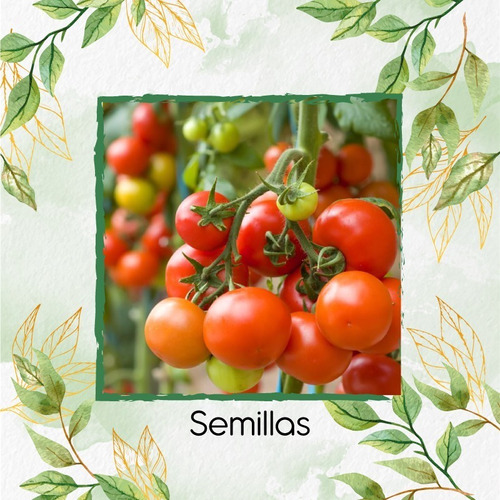 100 Semillas Tomate Cherry Orgánico Para Maceta O Huerta 