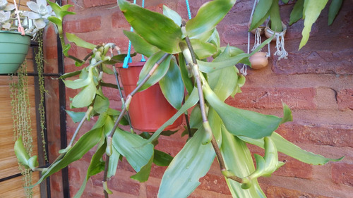 Planta Callisia Fragrans, Malamadre- C/hijos- Falsa Bromelia
