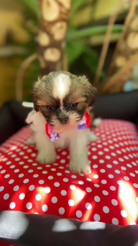 Lhasa Apso Mini Lindos Filhotes (sp Capital Não Enviamos)