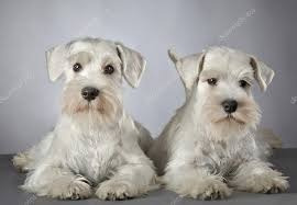 Schnauzer Miniatura Tenemos Machos/hembras