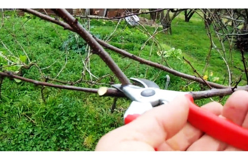 Tijera Podar Jardín Profesional Acero + Par De Guantes Poda