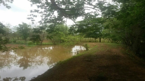 Imagen 7 de 14 de Finca En Venta En San Jose De Guaribe