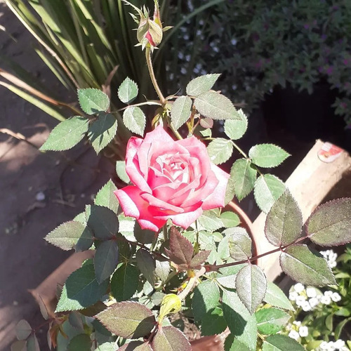 Rosa Rococo, Rosal Arbustivo M14