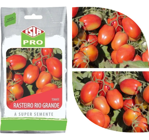 Tomate Rasteiro Isla Pro Profissional - 20.000 Sementes 50g