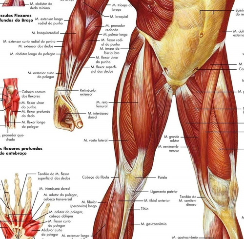 2 Poster Mapa Sistema Muscular + Sistema Esquelético