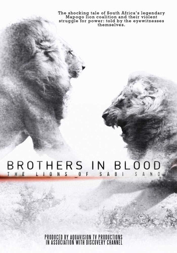 Brothers In Blood The Lions Of Sabi Sand  Dvd
