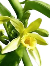Comprar Planta De Vainilla Tahitiense