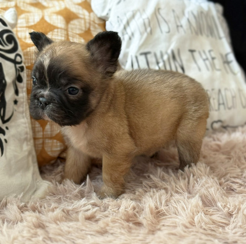 Bella Bulldog Frances Hembrita Fluffy Pelo Largo Con Papeles Fawn