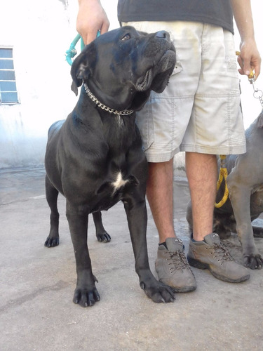 Cane Corso Filhote