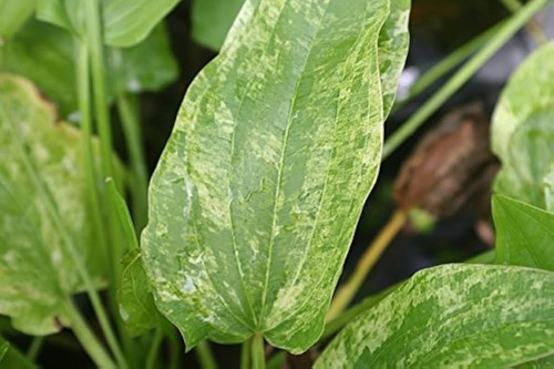 Echinodorus Marble Queen Planta Natural Acuario Plantado