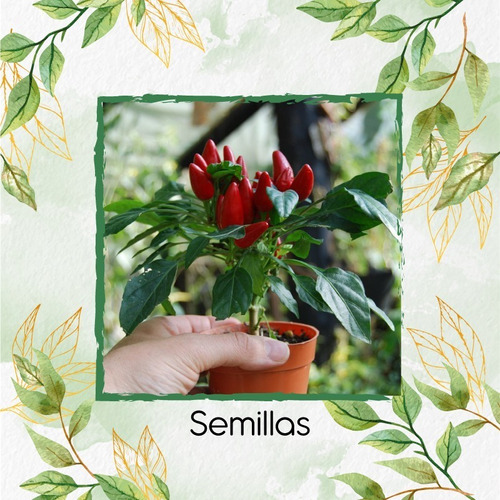 100 Semillas Orgánicas De Capsicum Frutescens Variedad L.