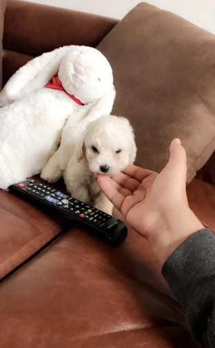 Poodle Toy Micro Toy