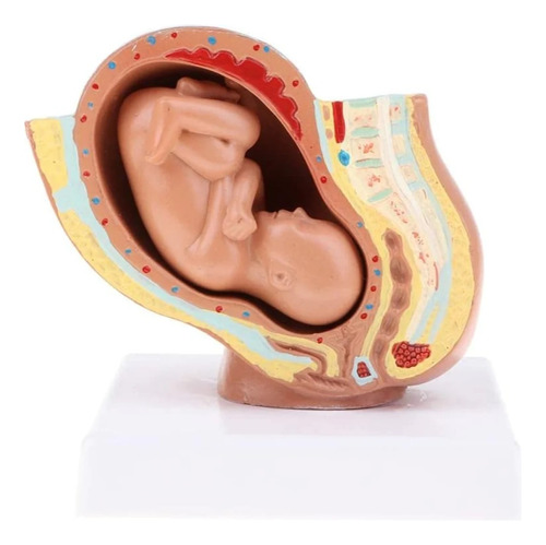 Embarazo Feto Modelo Anatómico Pelvis Útero Mini