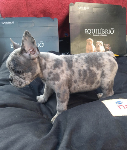 Bulldog Francés Macho Exótico Blue Merle