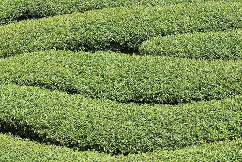 comprar Semillas De Arbol De Te Para Plantar 6 Semillas De Hierbas C