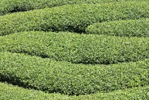 Comprar Semillas De Arbol De Te Para Plantar 6 Semillas De Hierbas C