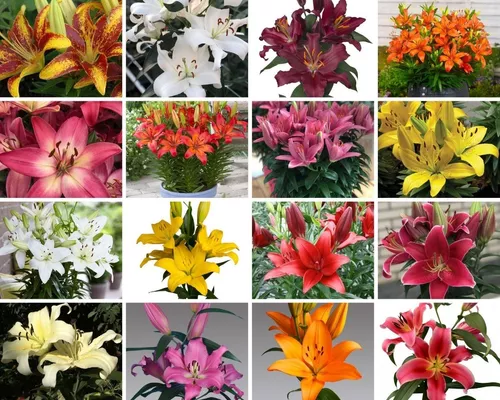 Bulbos De Lilium X1 Impor