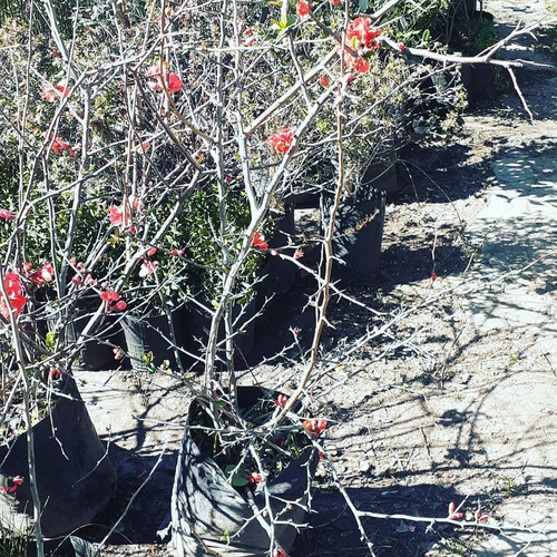 Imagen 4 de 4 de Membrillo De Flor, Chaenomeles Japonica 10lts