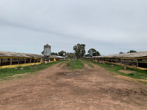 Granja Avícola En San Andrés De Giles (bs. As.)