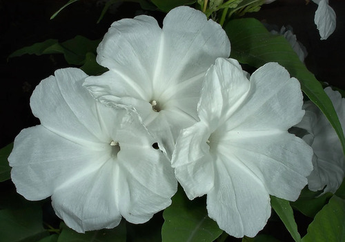 Ipomoea Arbustiva Mix (não É Trepadeira!) - Ipomoea Carnea