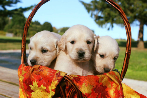 Cachorros Golden Reales Criados En Campo. Criadero Chascomús