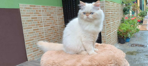 Gatos Persas Mascotas Medellín