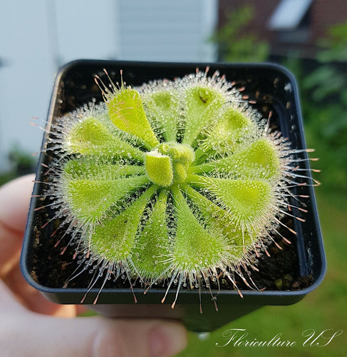  Set X3 Plantas Carnivoras ! D.capensis, Spatulata Y Burmani