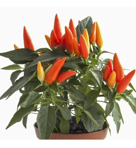 Sementes De Pimenta Oraneta- Capsicum Annuum Chili Pepper