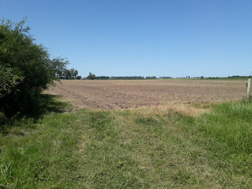 Imagen 6 de 9 de Campo - Villa Soriano