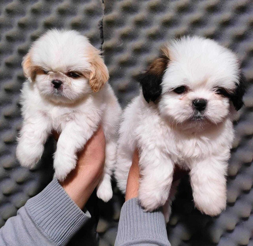 Shihtzu Miniatura Macho