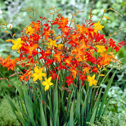 Bulbos De Crocosmias X 3 Unid.
