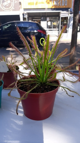 Combo X 6 Plantas Carnívoras Drosera Capensis Oferta!!